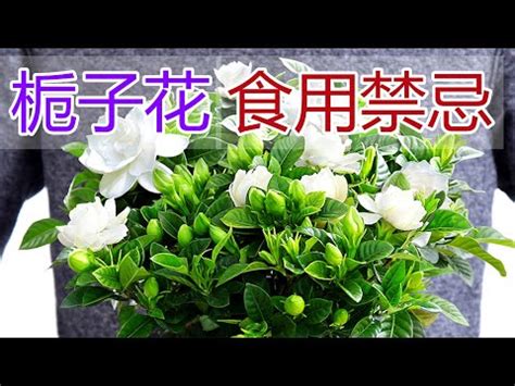 梔子花室內|梔子花花語是什麽？梔子花8大功效、種植&養護方法。